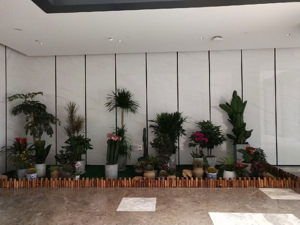 辦公室綠植租賃費(fèi)用到底高不高？常見(jiàn)綠植的種類(lèi)有哪些？