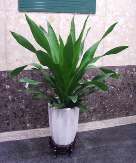 也門(mén)鐵-寧波綠植租賃