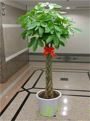 五辮發(fā)財(cái)樹(shù)-寧波植物租賃