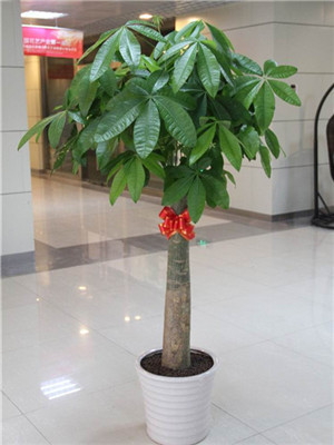 單桿發(fā)財(cái)樹(shù)-寧波綠植租賃