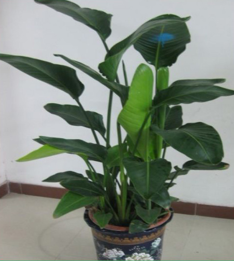 天堂鳥(niǎo)-寧波花卉租賃