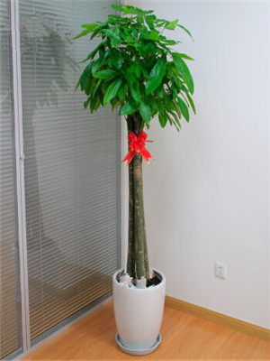 三竿發(fā)財(cái)樹(shù)-寧波綠植出租