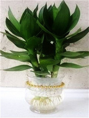 適合辦公室擺放的綠植及養(yǎng)護(hù)方法